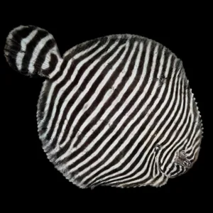 Zebra Flounder