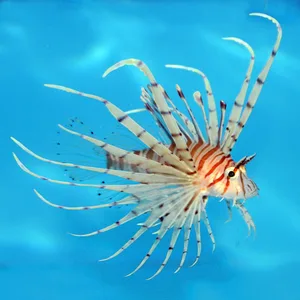 Dwarf Zebra Lionfish
