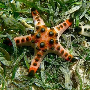 Chocolate Chip Starfish