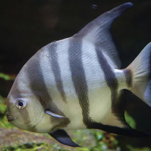 Spadefish *
