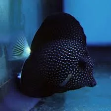 Gem Tang *