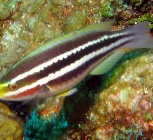 Striped Parrotfish