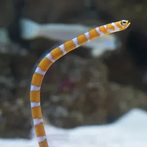 Garden Splendid Garden Eel