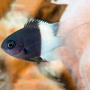 Black and White Chromis Damsel