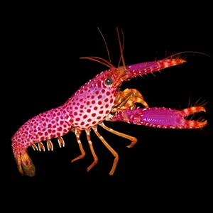 Purple Reef Lobster