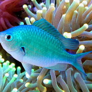 Green Chromis Large