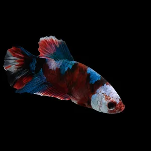 WYSIWYG Plakat Hellboy Betta