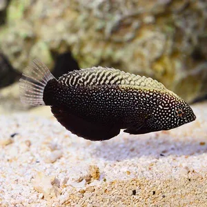 Black Spotted Wrasse