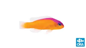 Diadema Dottyback