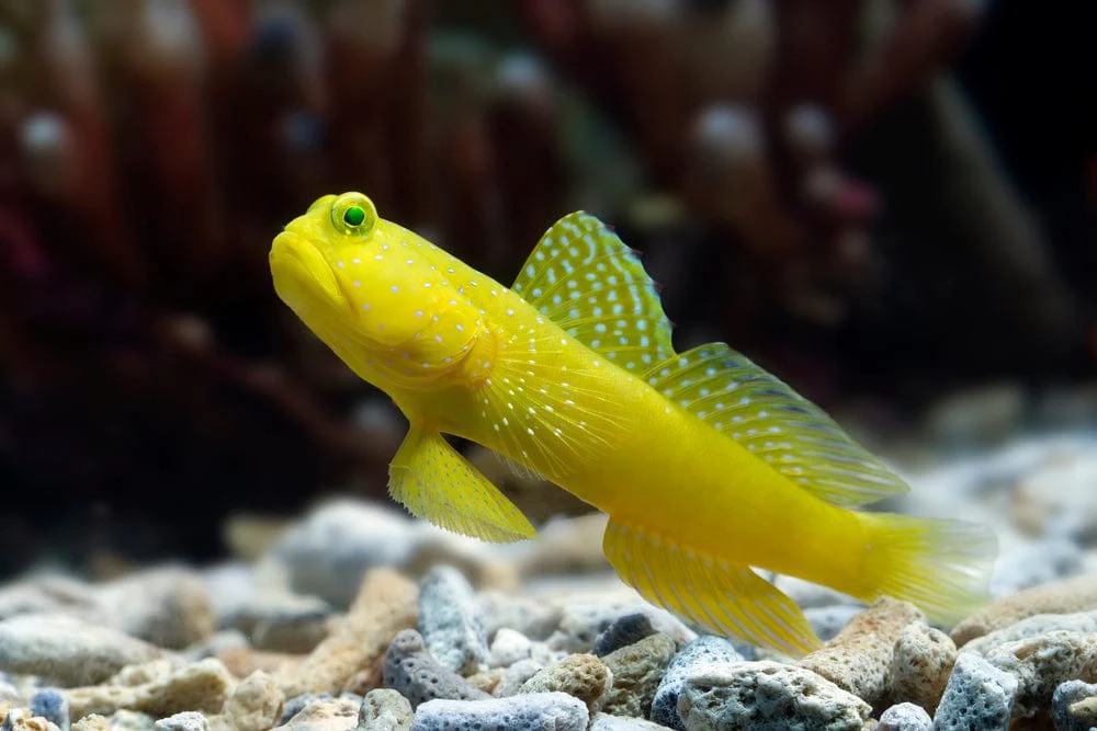 Yellow Watchman Goby – Cryptocentrus cinctus