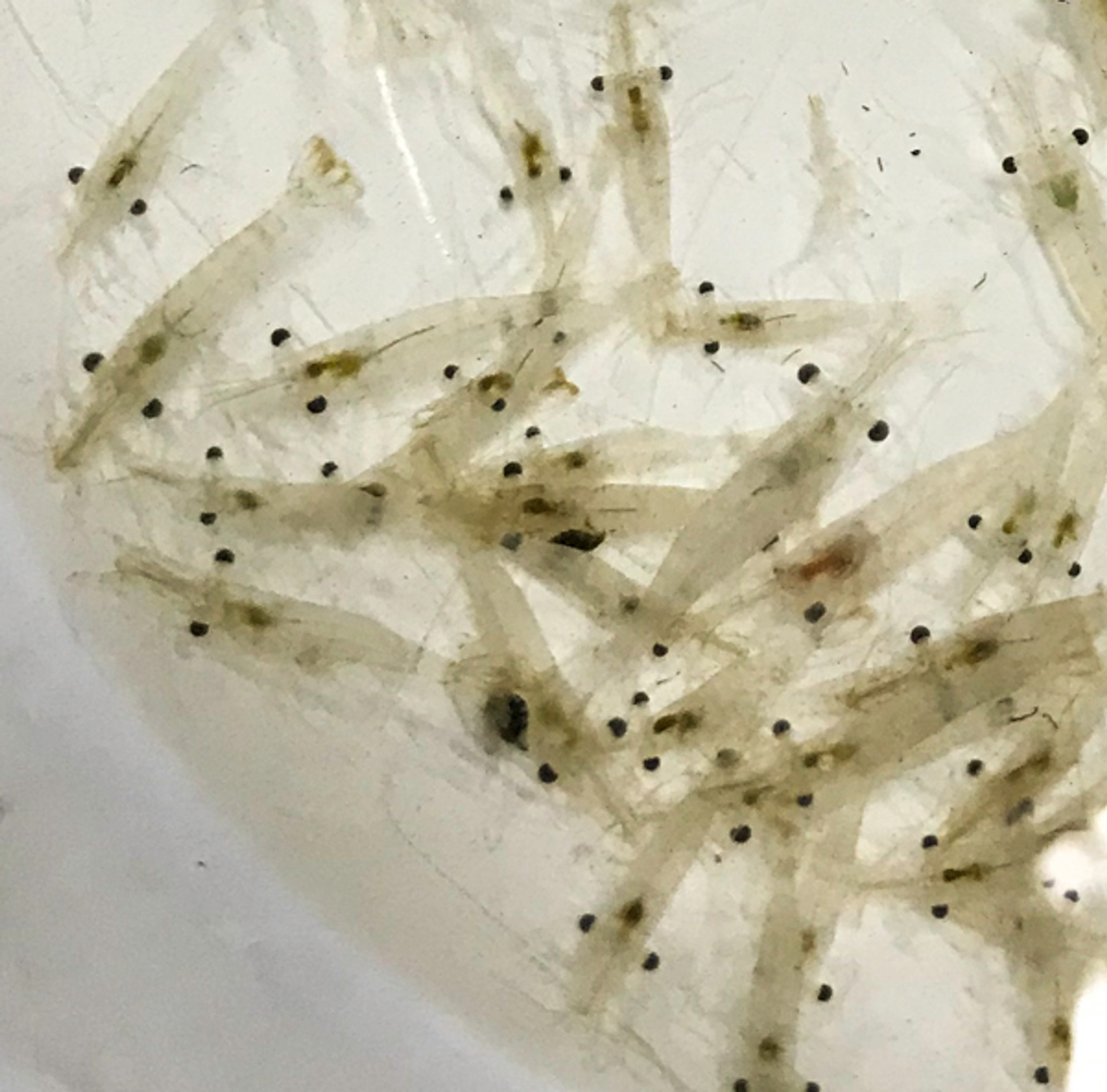 Feeder Ghost/Grass Shrimp