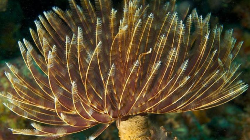 Split-Crown Feather Duster