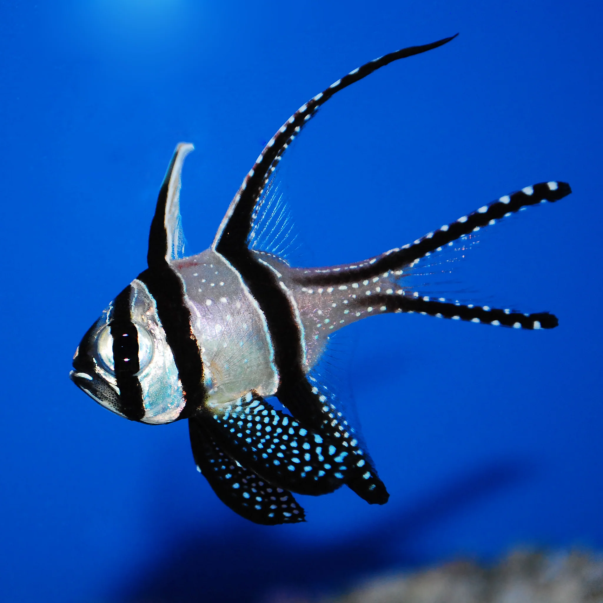 Banggai Cardinal – Pterapogon kauderni – Captive Bred