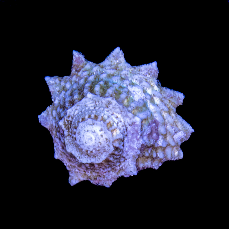 Ninja Star Astrea Snail – Lithopoma phobium