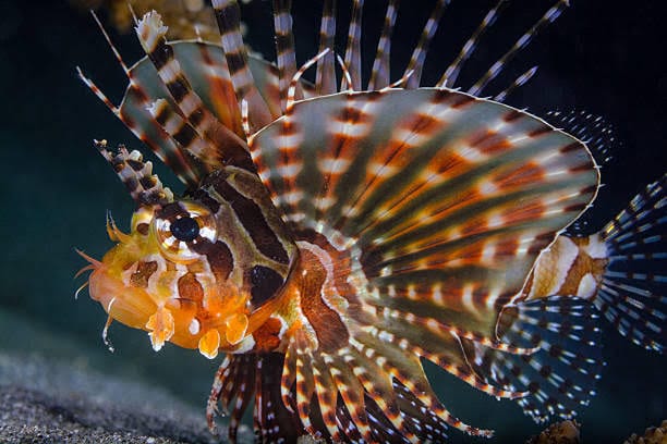 Dwarf Lion – Dendrochirus zebra*