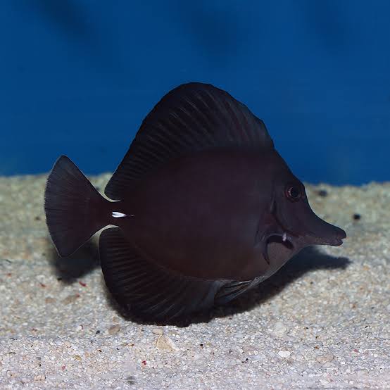 Black Longnose Tang – Zebrasoma rostratum*