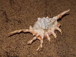 Spider Conch – Lambis lambis
