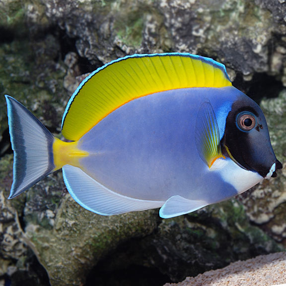 Powder-blue Tang - Acanthurus leucosternon*