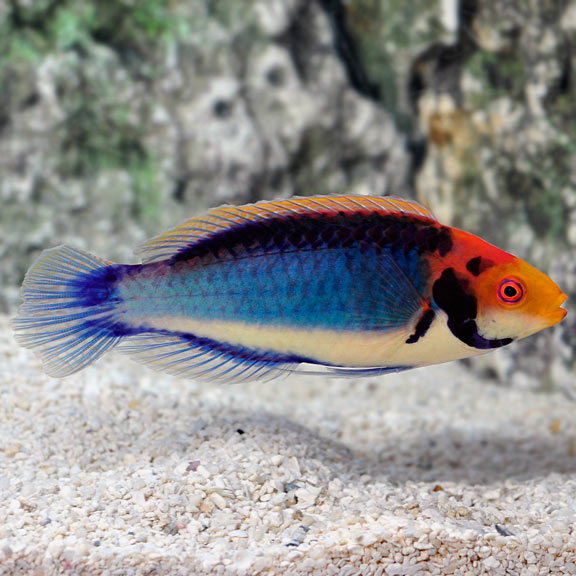 Clown Fairy Wrasse - Cirrhilabrus solorensis