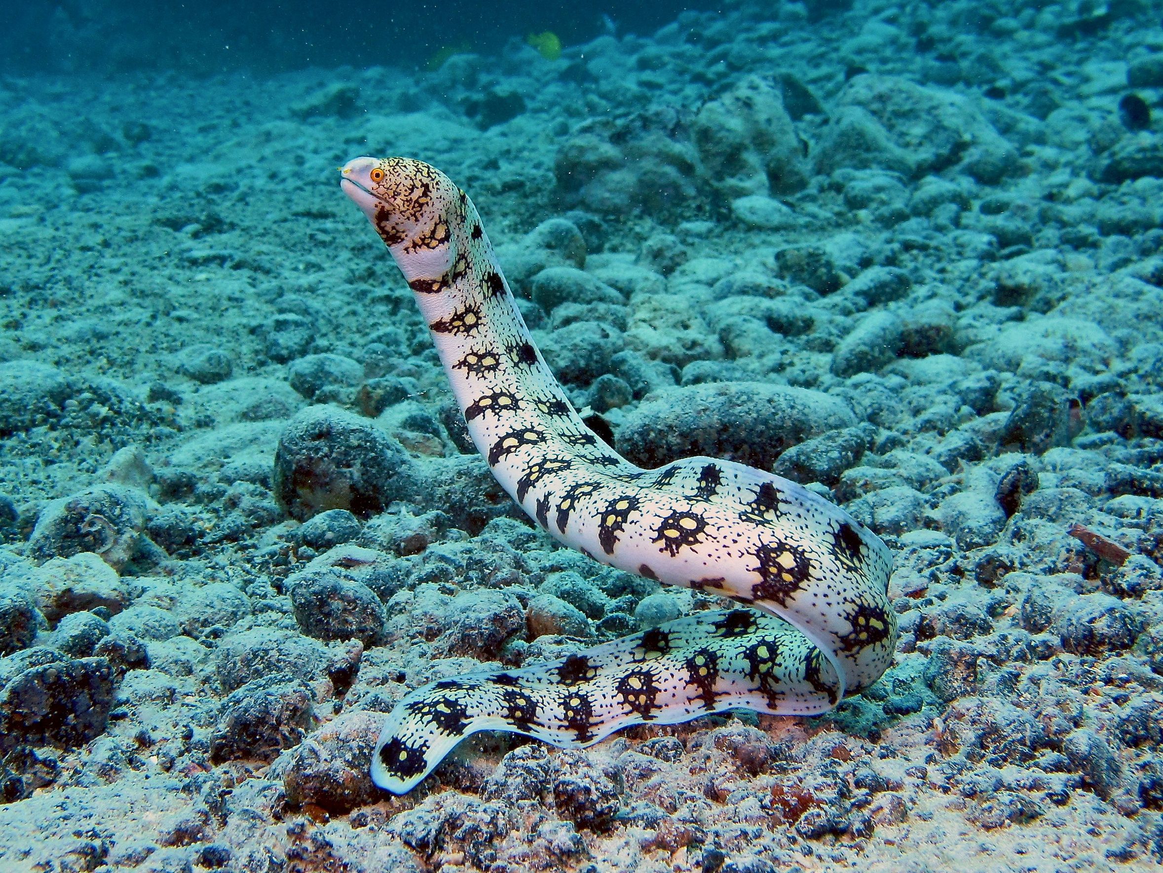Snowflake Moray Eel – Echidna nebulosa*