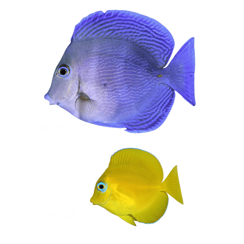 Atlantic Blue Tang – Acanthurus coeruleus