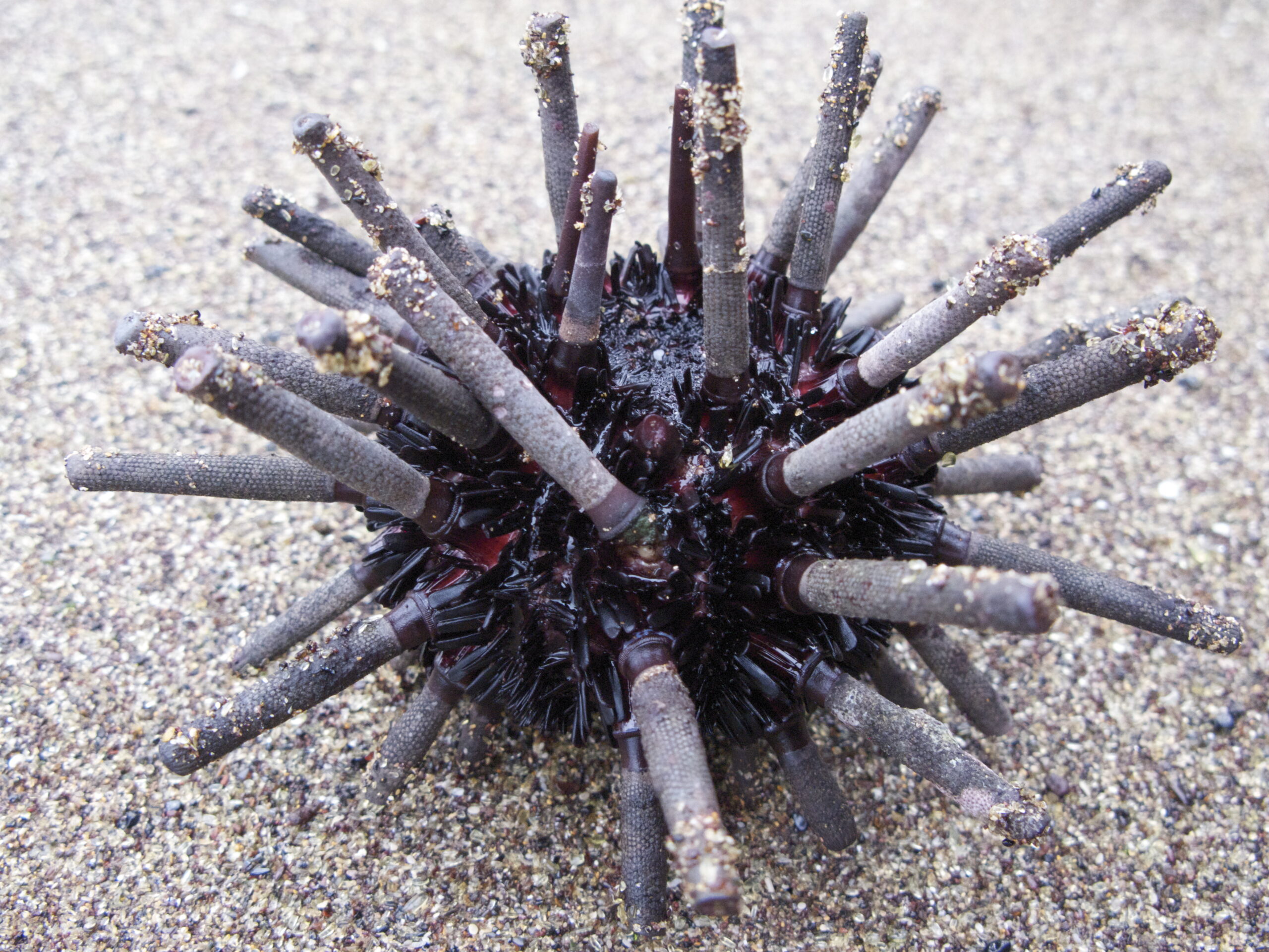 Pencil Urchin – Eucidaris tribuloides
