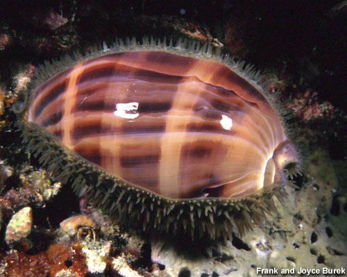 Deer Cowrie – Macrocypraea cervus