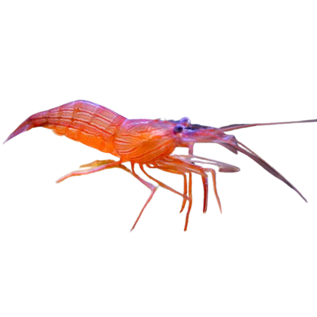 Peppermint Shrimp – Lysmata wurdemanni