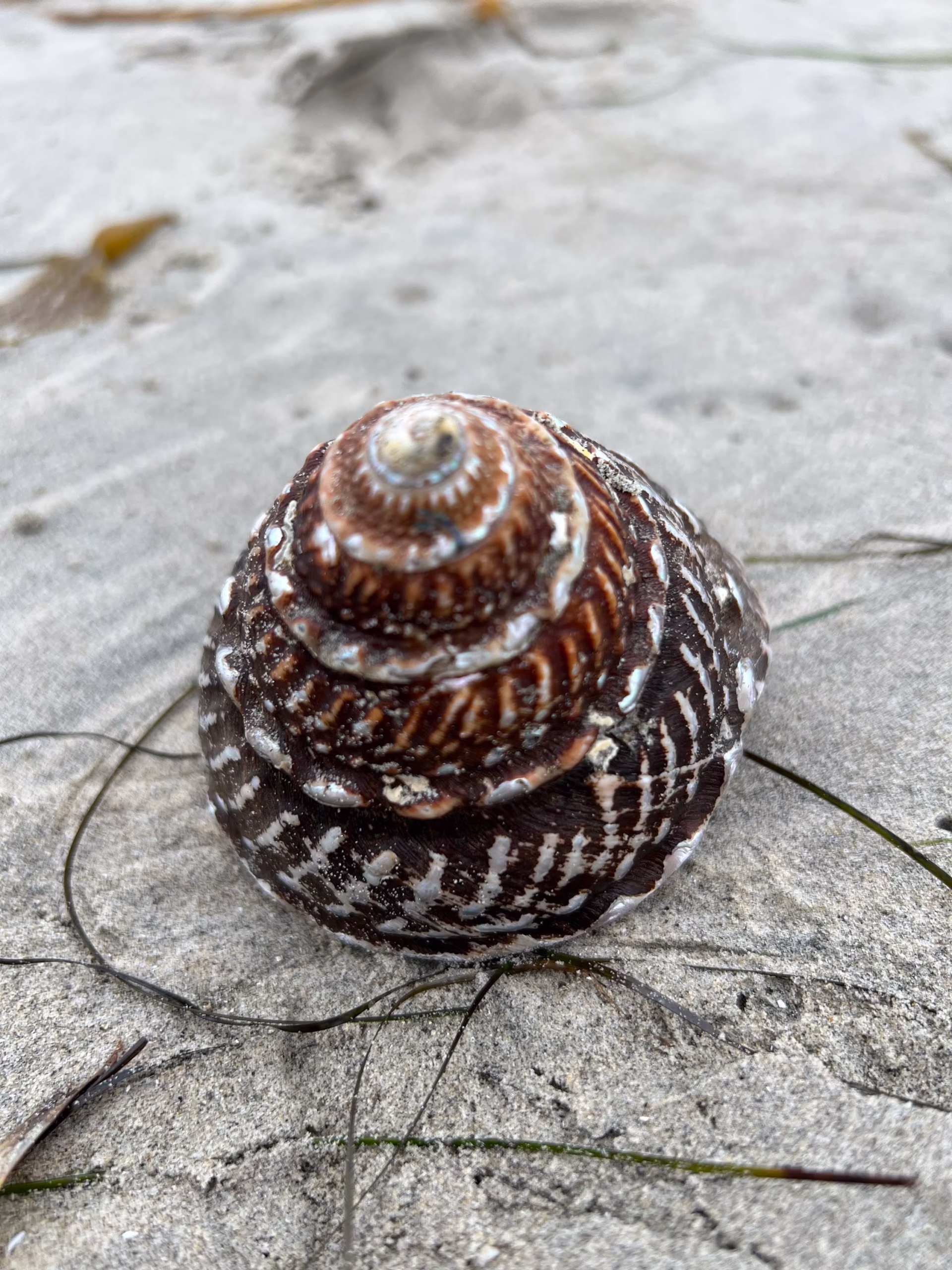Giant Turban Snail – Tectus fenestratus