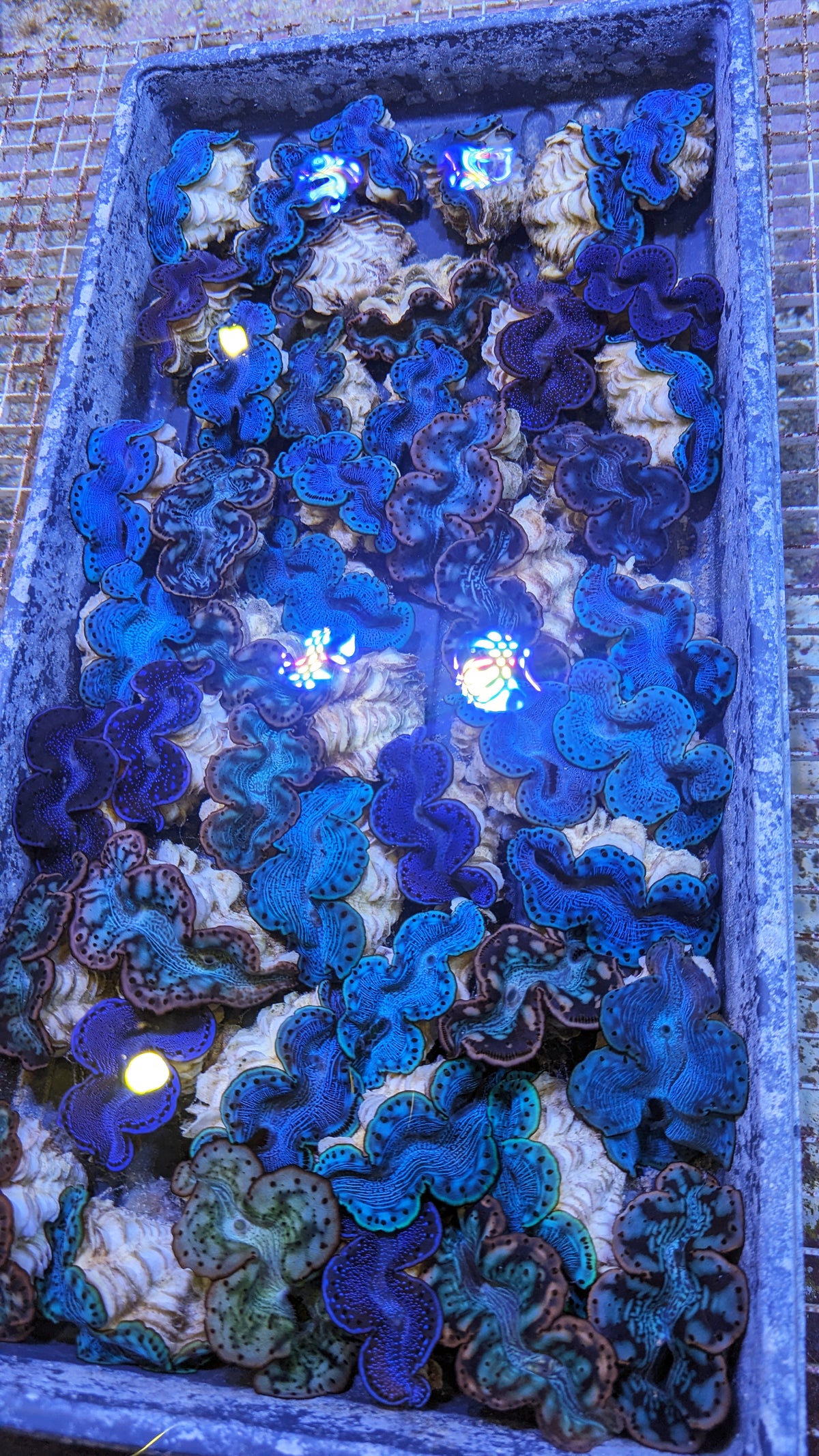 Red Sea Maxima Clam — Tridacna maxima