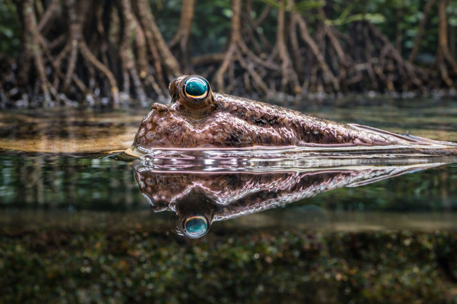 Close-up of an Atlantic mudskipper (Periophthalmus barbarus) resting at the water surface in a brackish mangrove aquarium, with reflective eyes, detailed textured skin, and clear water showing a sharp mirror reflection below, framed by mangrove roots in the background.