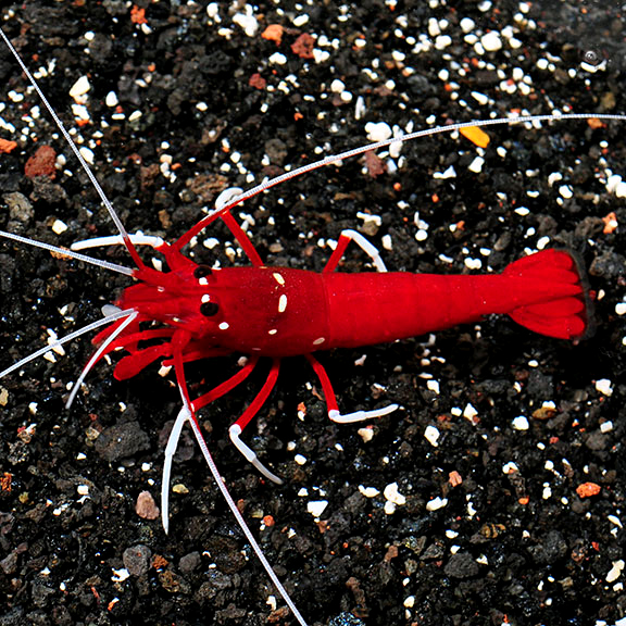 Fire Shrimp – Lysmata debelius