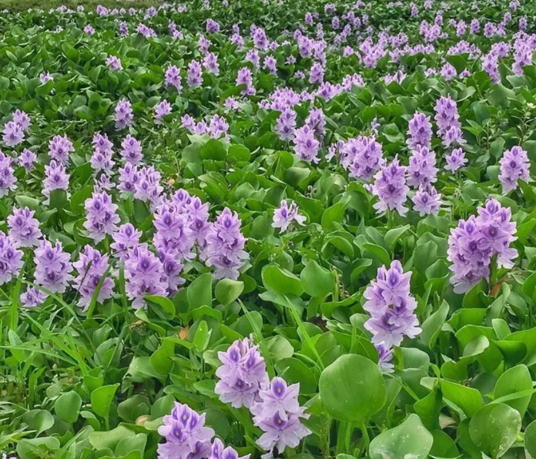 Water Hyacinth — Pontederia crassipes