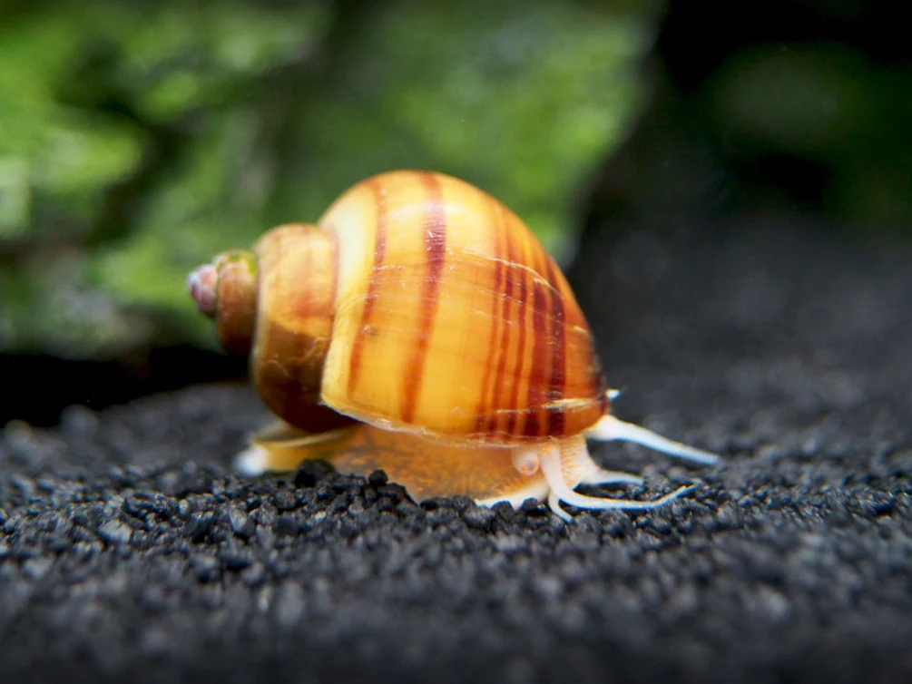 Chestnut Snail