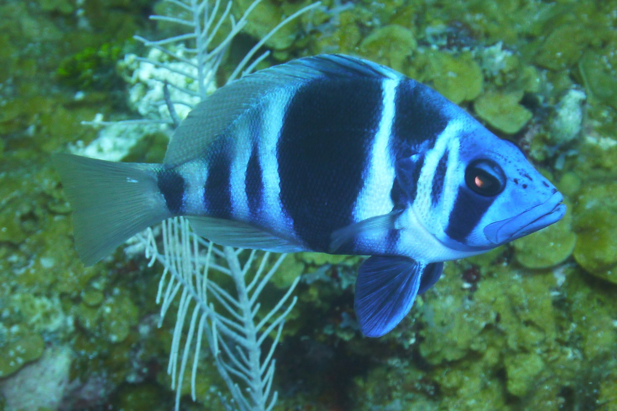 Indigo Hemlet