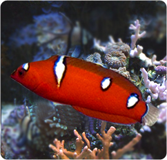 Red Coris Wrasse