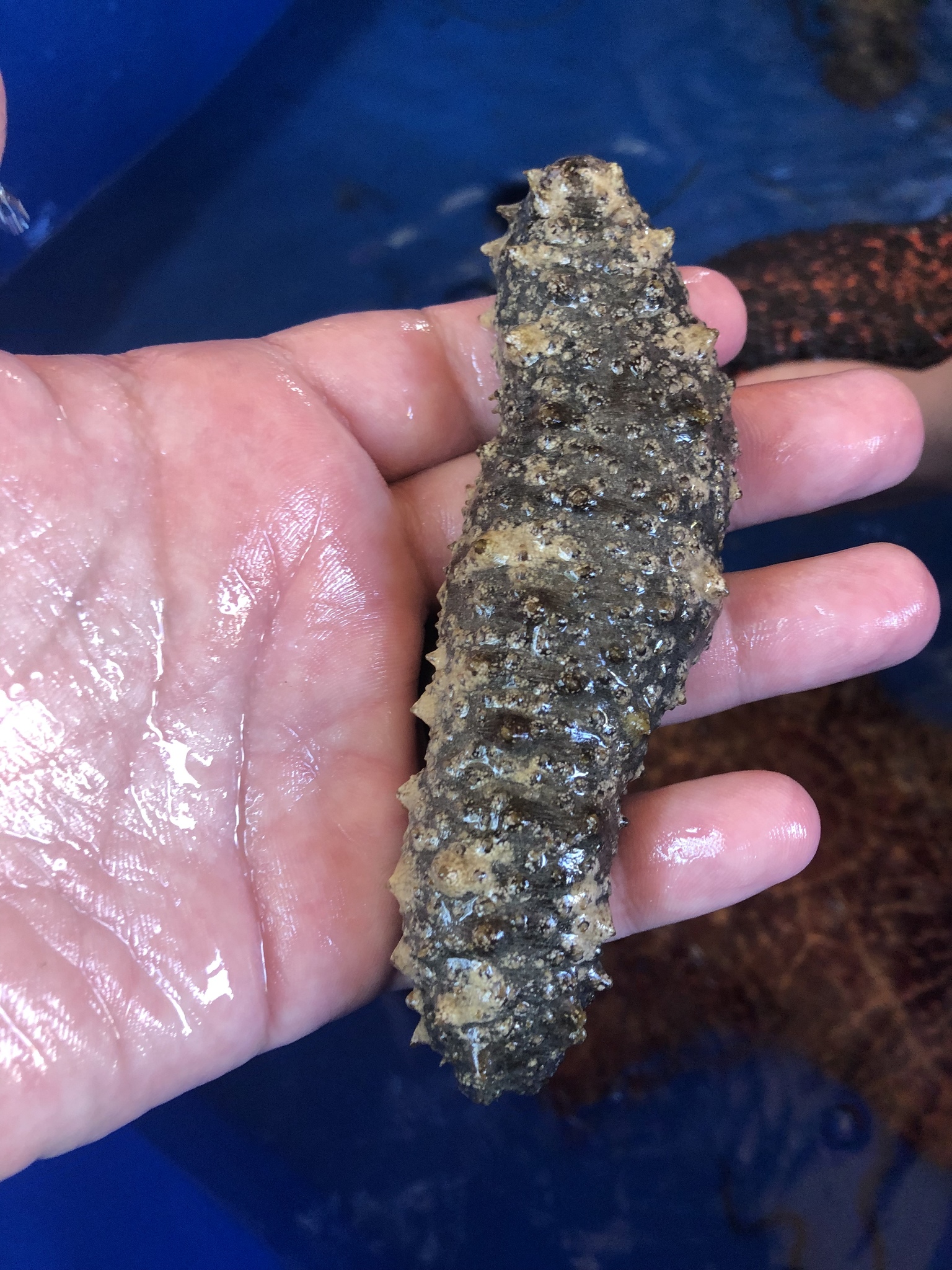 Florida Sea Cucumber –Holothuria floridana being held