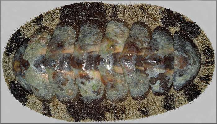 Fuzzy Chiton – Acanthopleura granulata