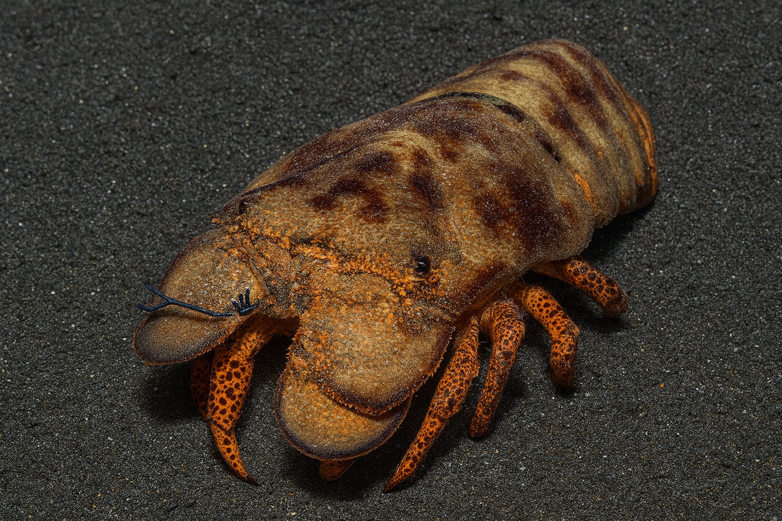 A slipper lobster (Scyllarides aequinoctialis) with a mottled brown and orange exoskeleton and spotted orange legs rests on a background of fine black sand, its flattened body and short blue antennae clearly visible.