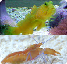 Watchman Goby & Pistol Shrimp Pair
