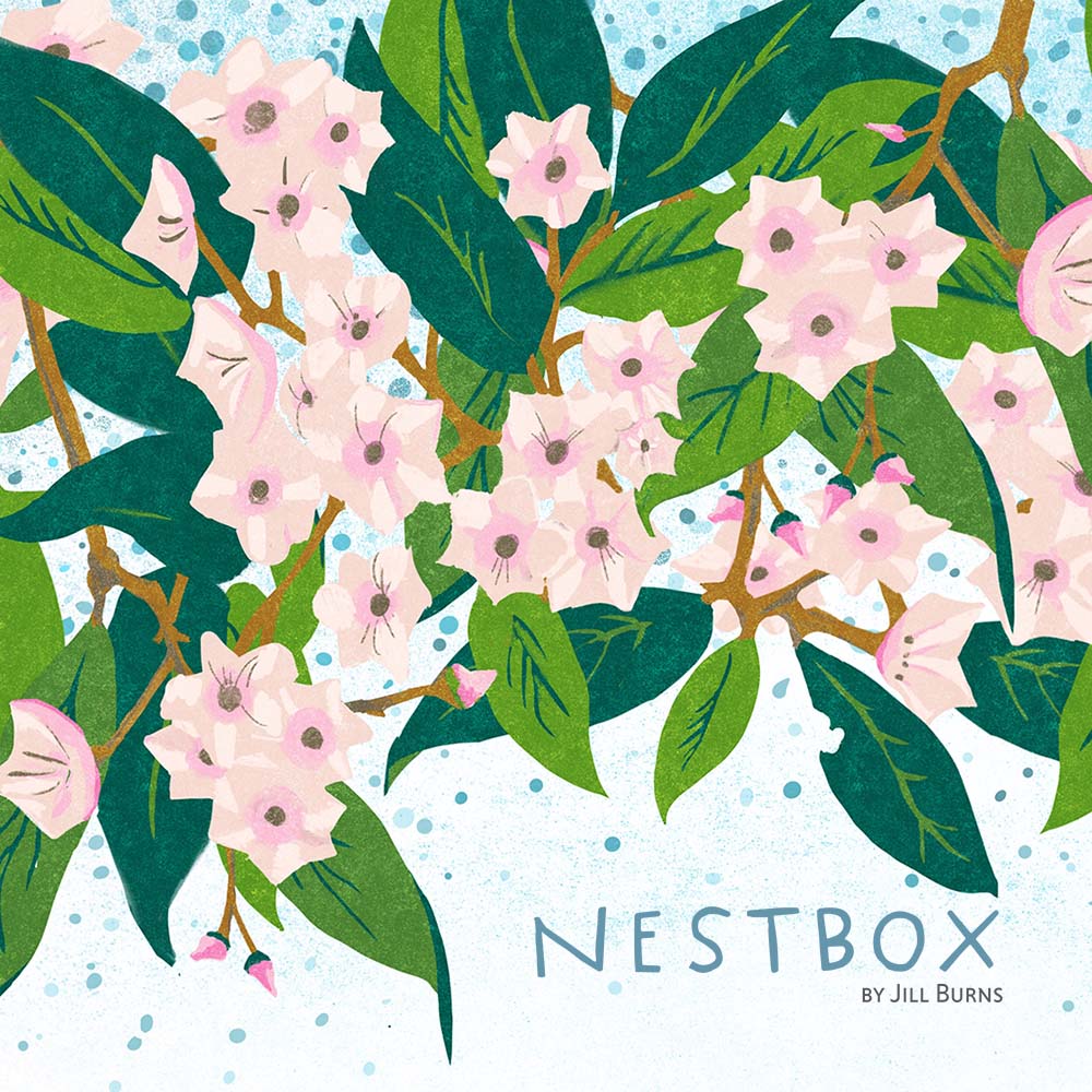 Nestbox Studio