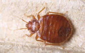 Bedbug 300x225