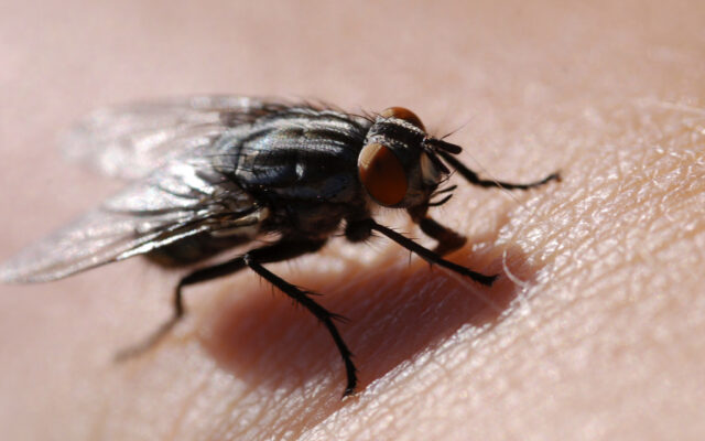 Housefly 1024x680