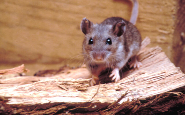 Mouse 1024x669
