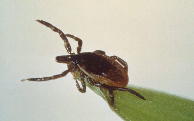 Ticks Allen County Department of Health Indiana