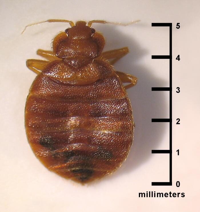 Bed bugs size Allen County Department of Health Indiana