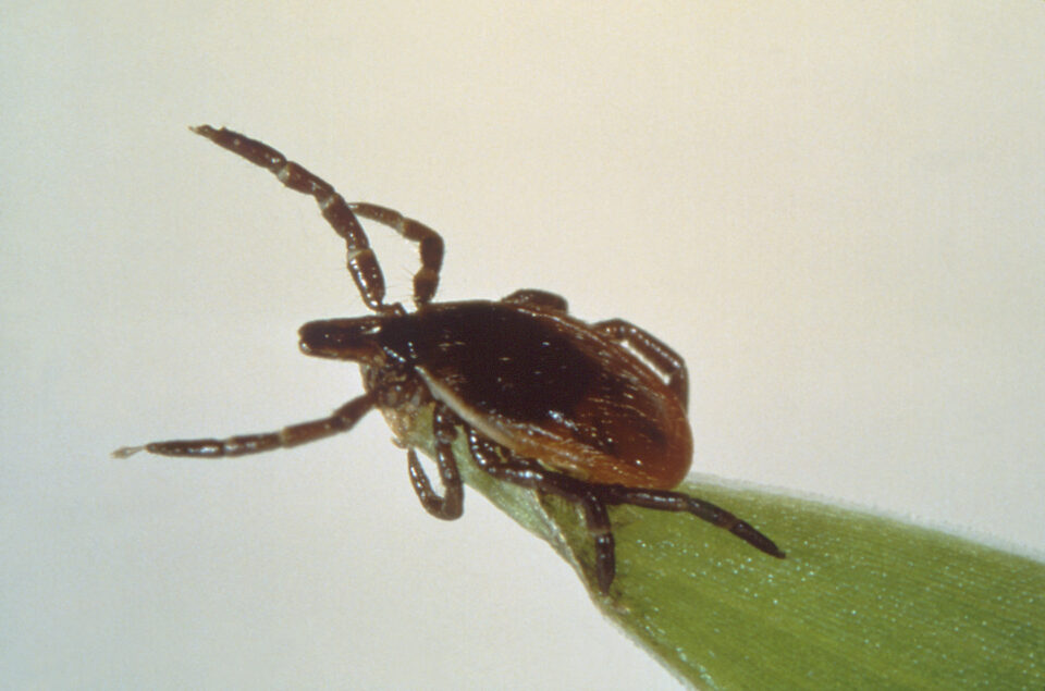 Ticks Allen County Department of Health Indiana