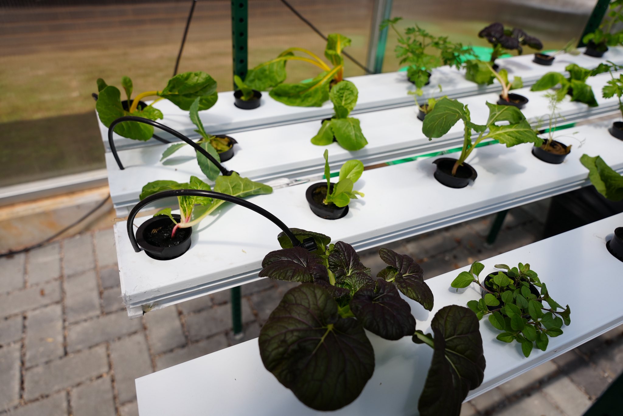 Lettuce and other greens growing in planters
