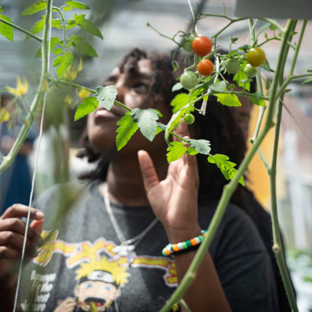A student looks at tomato plants at Bush Hills STEAM Academy