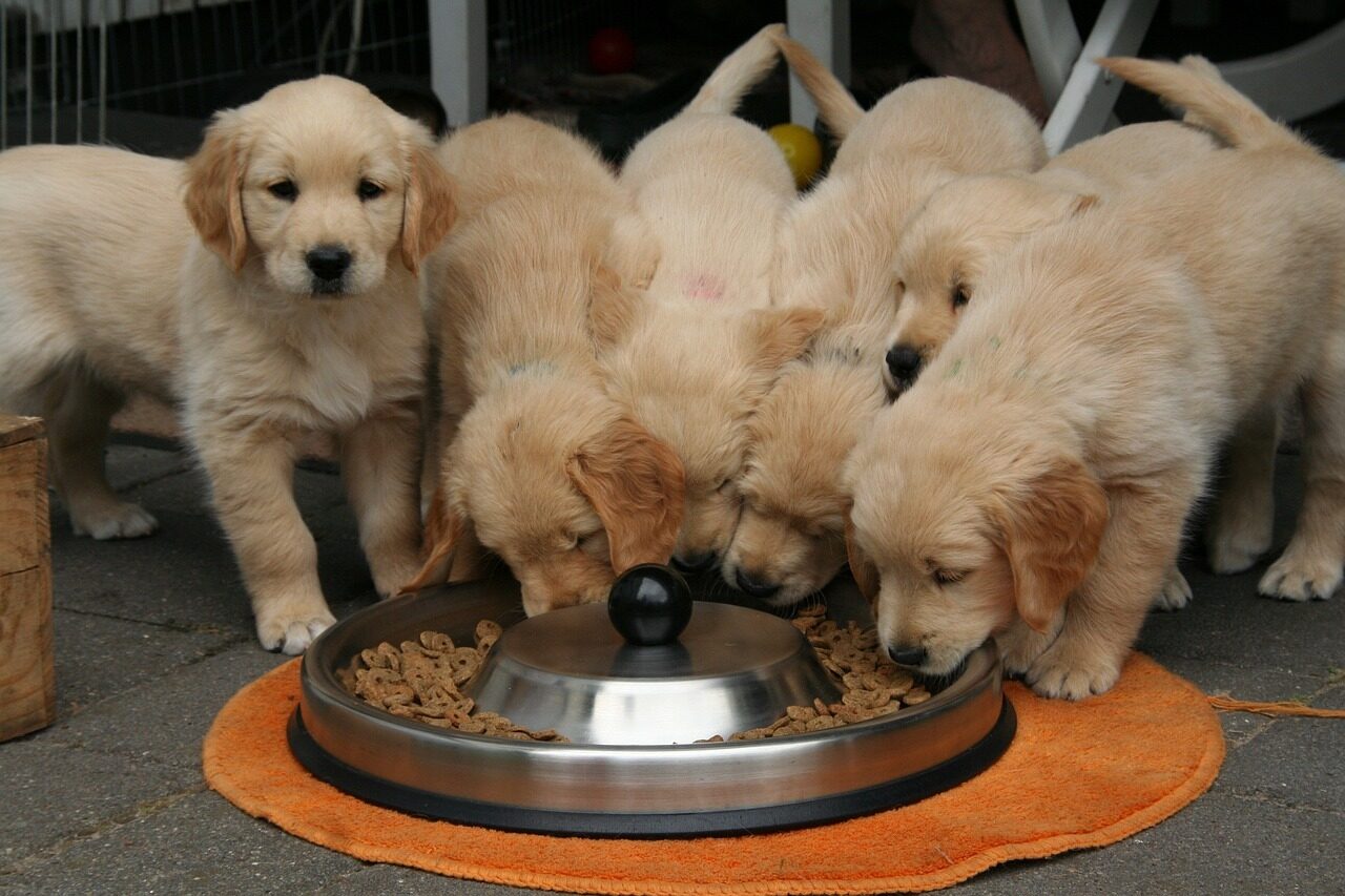 Golden retriever puppy g5844bf7a7 1280